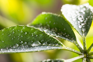 Raindrops on a green leaf