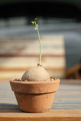Little Stephania erecta Craib, euphorbia plant in the pot.