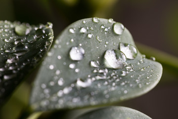 Raindrops on a green leaf