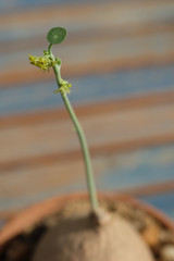 Little Stephania erecta Craib, euphorbia plant in the pot.