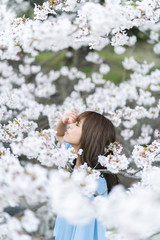 Naklejka premium 桜と女性