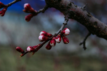 Fototapeta premium Blurred Shot Of Branch. Cropped Shot Of Blooming Tree. Abstract Nature Background.