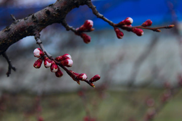 Blurred Shot Of Branch. Cropped Shot Of Blooming Tree. Abstract Nature Background.