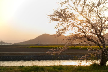 桜と菜の花畑の夕方の田園風景