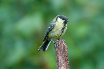 Obraz premium Kohlmeise