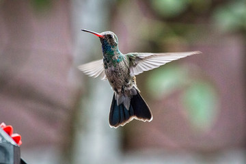 Colibrí © SERGIOYORICK