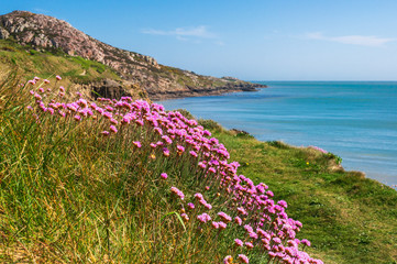 Delicate pink sea thrift, Armeria maritima, growing on the Irish East Coast in a beautiful landscape of green grass, rocky cliffs and turquoise water. Summer in Sutton, County Dublin, Ireland.
