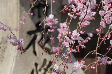 石灯籠と枝垂れ桜