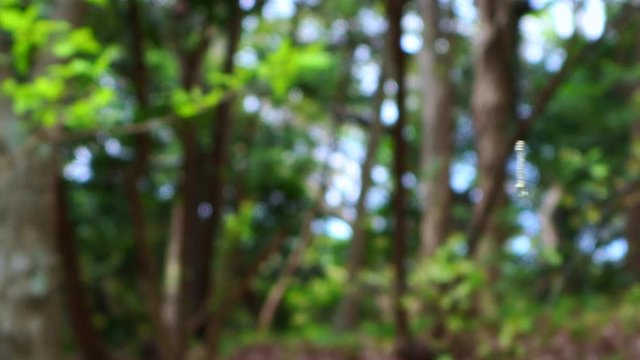 糸にぶら下がる尺取り虫