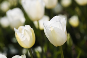 Beautiful bouquet of tulips nature background.