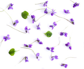 Pattern from Viola odorata flowers isolated on white background, flat lay, top view. The concept of spring, floral background.