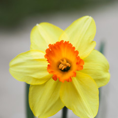 Narcissus flower close up view spring time