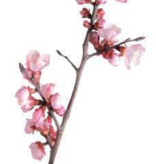Fototapeta na wymiar Beautiful blossoming branch on white background