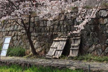 滋賀県近江八幡市の八幡堀に咲く満開の桜と石垣に立てかけたスノコ板