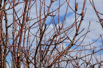 Bekaa Valley, Lebanon