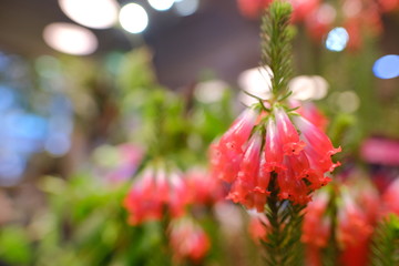 Macro view of beautiful colorful cute clear crystal red Japanese style flower in full blossom