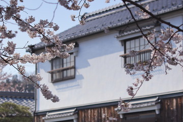 白壁の建物と桜