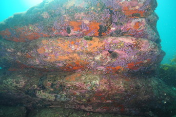 Colorful underwater rock with red and yellow encrusting sponges and purple compound tunicates on shaded areas.