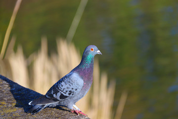 City Pigeon looking to river