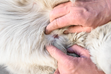 Human looking for mites in dogs.