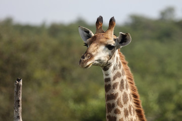 Giraffe / Giraffe / Giraffa Camelopardalis