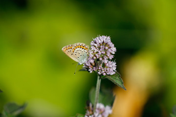 Weißer Schmetterling auf heller Blüte vor grünem Hintergrund