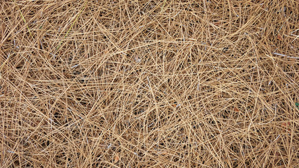 Natural background of dry pine needles of Pinus canariensis on the ground, view from above with...
