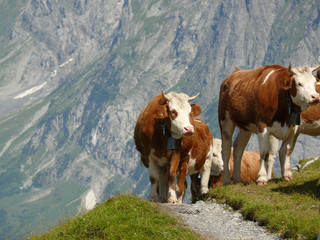 Fototapeta na wymiar Cows grazing on a green hill. In the background the mountains and the Swiss valleys.