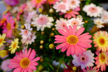 Obraz premium Macro view of beautiful colorful yellow pink purple white cute chrysanthemum Calendula flower in full blossom
