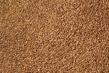 Dietary product. Dark Buckwheat texture high-quality photo of groats.