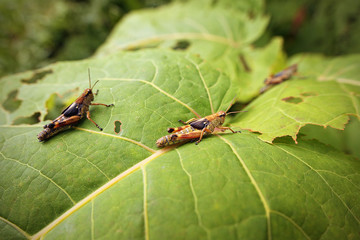 Hungry locust larvae