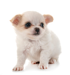 puppy chihuahua in studio