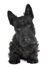 puppy scottish terrier