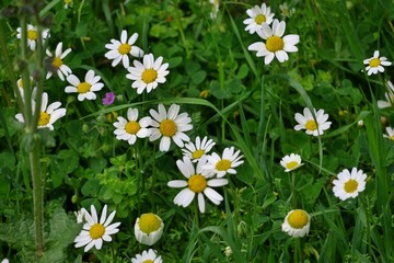 beautiful background of white daisies in green grass