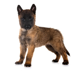 puppy malinois in studio