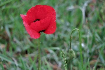 beautiful red poppy in the middle of a green meadow