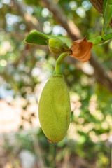 Fresh Young Jackfruit Growing on Jackfruit Tree
