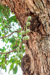Young Rambeh or Rambi , Fresh Rambi Fruit on Tree