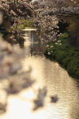 滋賀県近江八幡市の八幡堀の桜
