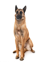 belgian shepherd malinois
