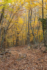 Hiking path covered with autumnal foliage through beech forest in mountains on Crimean peninsula