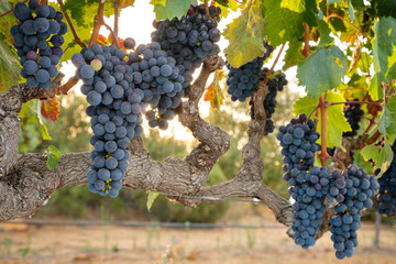 Bunches of red wine grapes on vine against setting sun