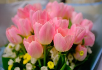 Macro view of colorful blue wihte yellow pink orange green purple tulip flower bouquet in full blossom
