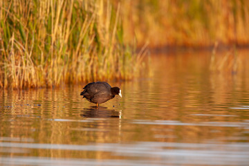 Blässhun bei Sonnenaufgang im Flachwasser