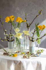 Easter table styling with spring flowers and quail eggs on a grey background. Easter still life