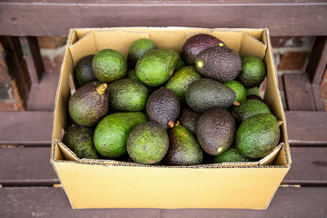 Fresh organic avocado