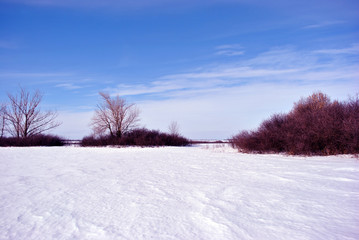 Field covered with snow, trees without leaves line on horizon, winter landscape, bright blue cloudy sky