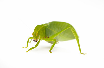 Green locust isolated on white background, Grasshopper, insect