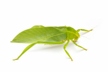 Green locust isolated on white background, Grasshopper, insect