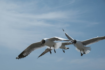 Fototapeta na wymiar seagull flying